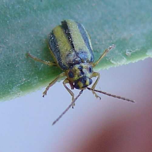 Xanthogaleruca luteola